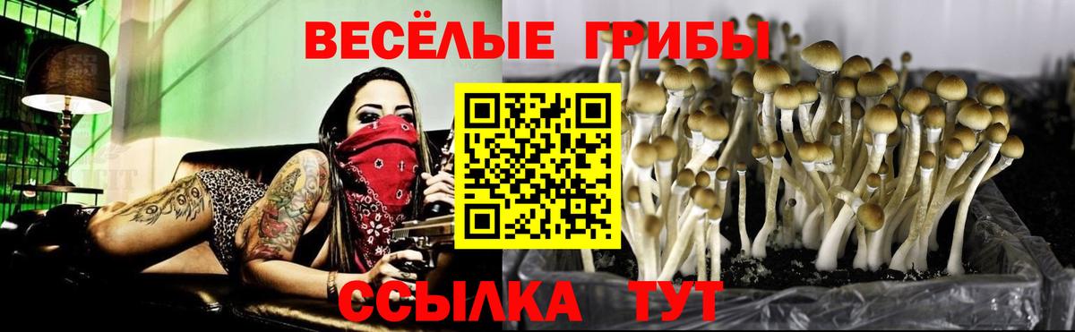 Сызрань  Галлюциногенные грибы Psilocybe  Вход с VPN 
